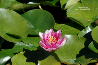 Fragrant Waterlily