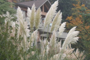 Pampas Grass