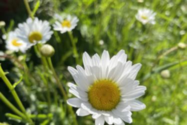 Oxeye Daisy