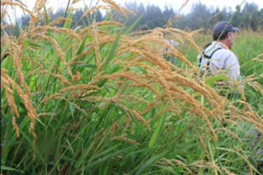 Reed Canarygrass