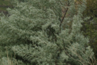 Russian Olive
