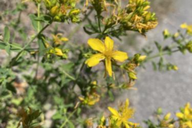 Common St. Johnswort
