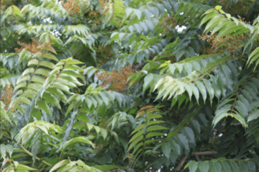 Tree of Heaven