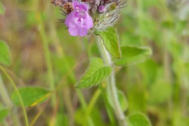 Wild Basil Photo
