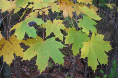 Norway Maple Leaves